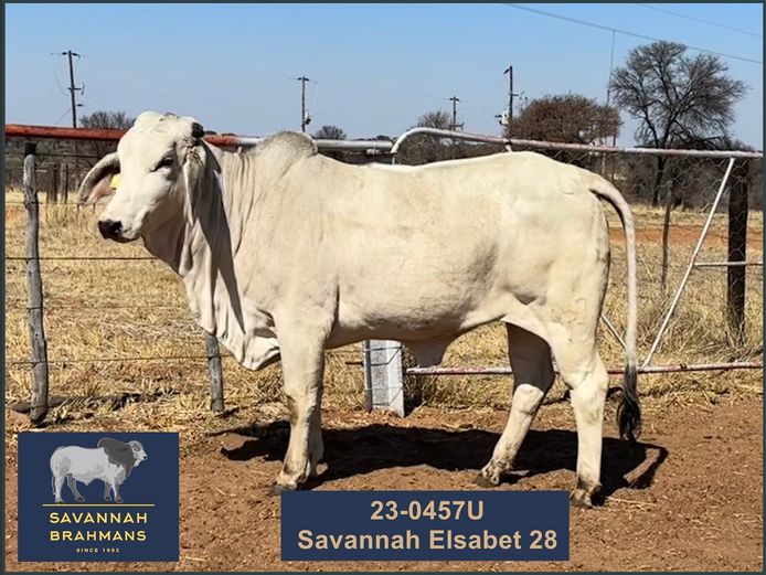 23-0457U | SAVANNAH BRAHMANS