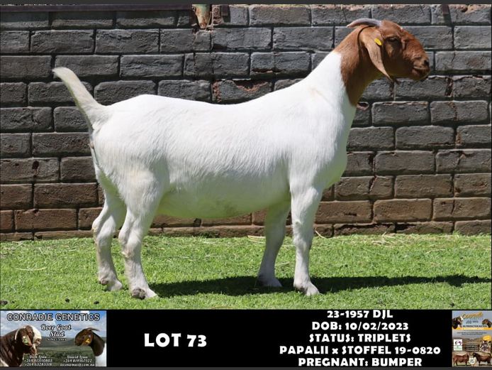 23-1957 DJL | DIRK LOUW