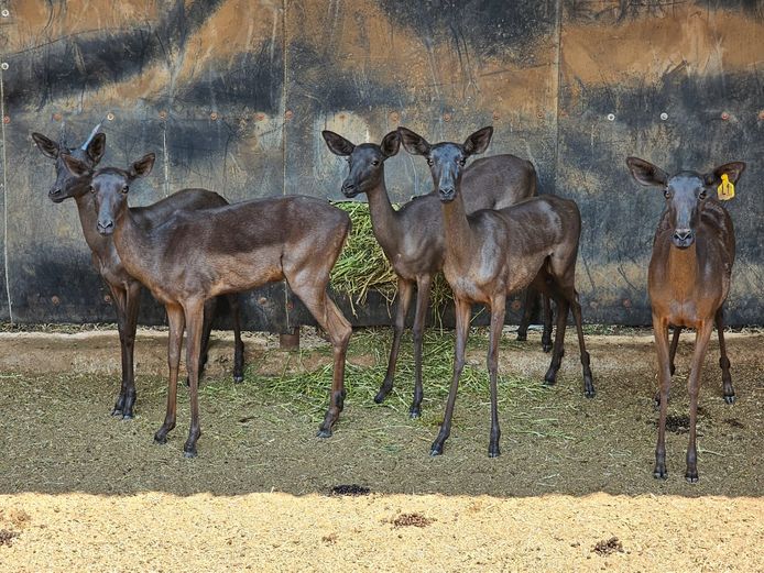 BLACK IMPALA | NADA GAME