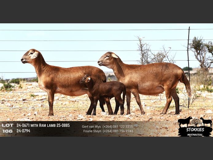 HWH24-0794 | Stokkies Meatmasters