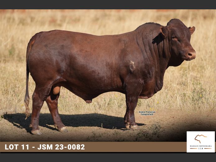 JSM 230082 | MARAIS BONSMARAS