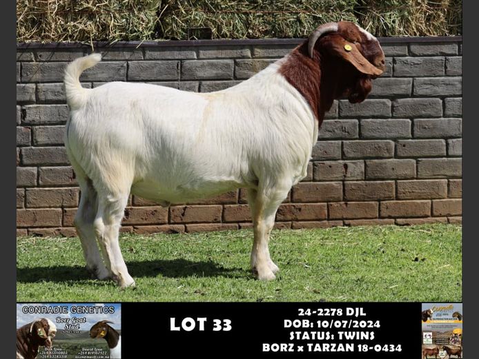 24-2278 DJL | DIRK LOUW