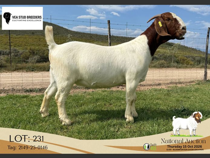 2149-25-0146 | VEA Stud Breeders
