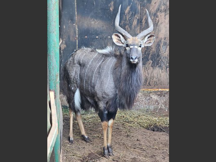 NYALA | KOLOBE WILDLIFE