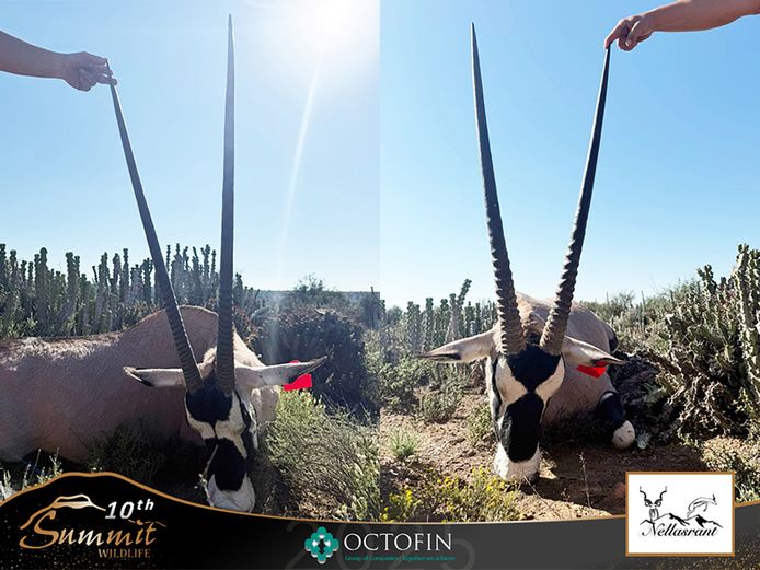 37" Oryx Bull & 37" Oryx Cow