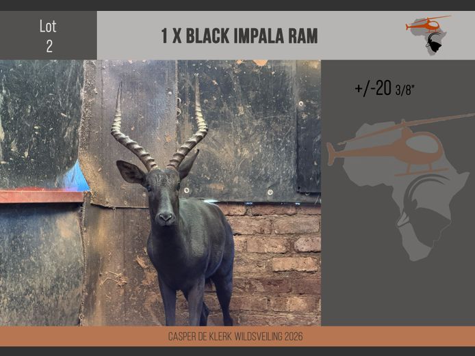 Black Impala (+- 20 3/8") 