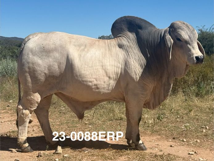 23-0088ERP | HARROBI BRAHMAN