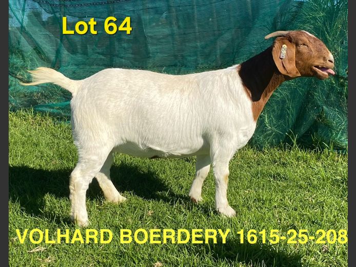 1615-25-208 | Volhard Boerbokstoet