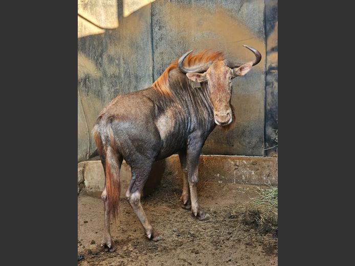 KONINGS WILDEBEES | ZWARTKLOOF