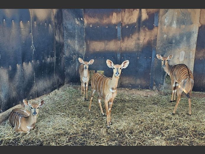 NYALA | 1 x BIG HORN & 3 x BUFFELSKOM