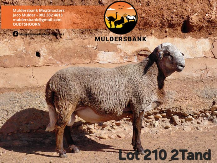 24-59 | MULDERSBANK MEATMASTERS