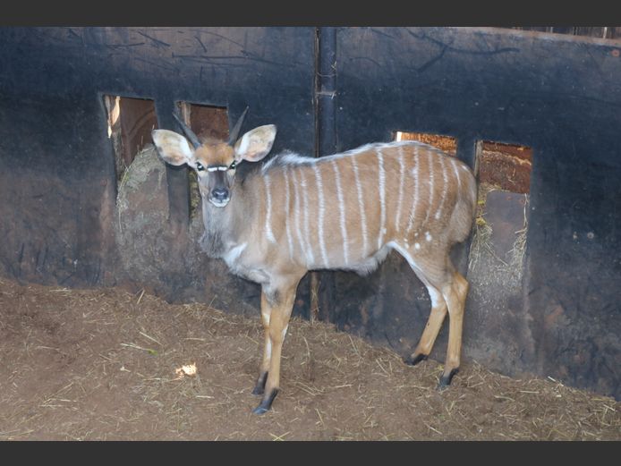 Njala