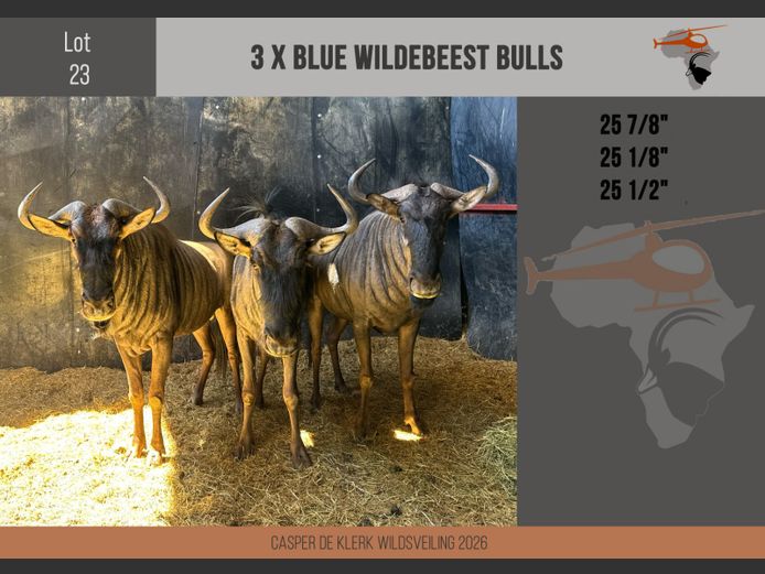 Blue Wildebeest (25 7/8" + 25 1/8" + 25 1/2")