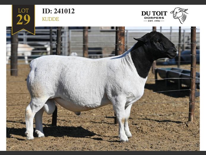 241012 | DU TOIT DORPERS