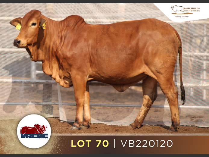 22-0120VB | VREDE BORANS