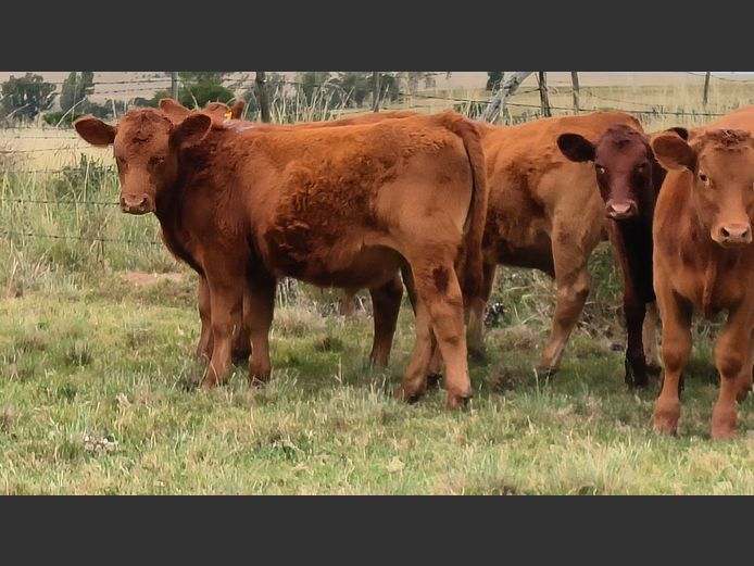 Commercial Animals | Ellington Farming