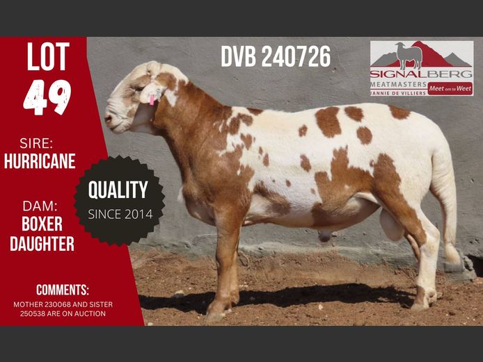 DVB 240726 | SIGNALBERG MEATMASTERS