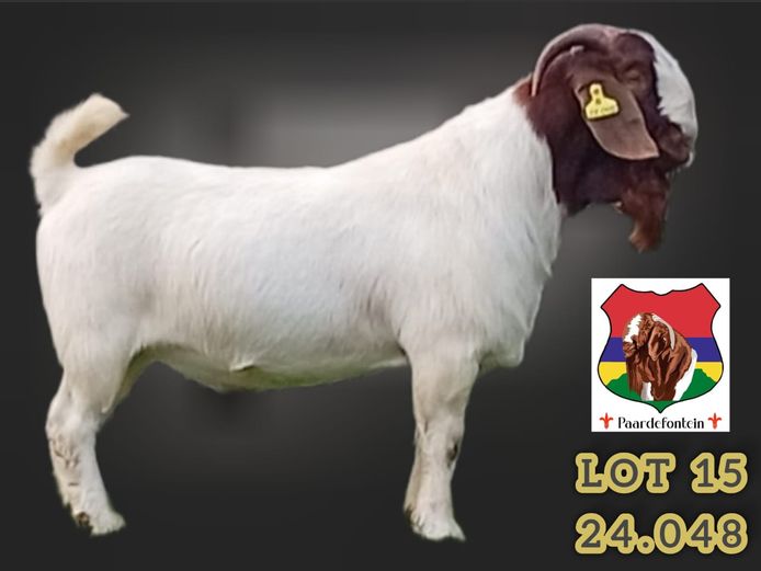240048 | PAARDEFONTEIN