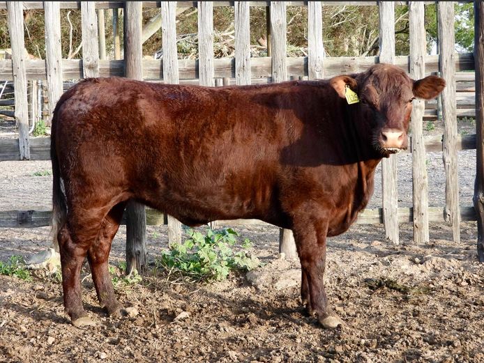 NW240025 | NACHT WACHT SUSSEX STOET