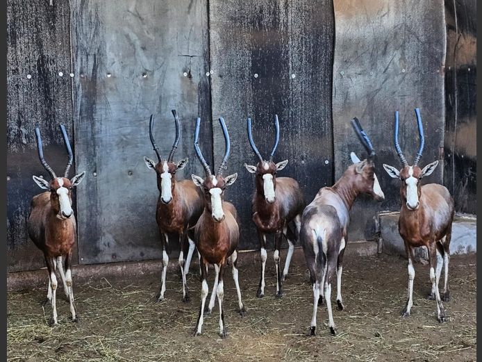 BLESBOK | NYLSVLEI