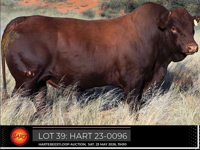 HART230096HH(c) | HARTEBEESTLOOP BONSMARA