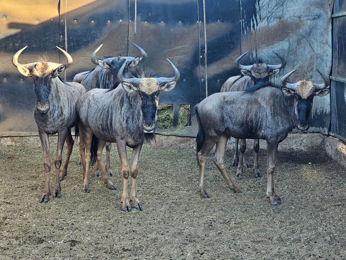 BLUE WILDEBEEST | KRUISRIVIER