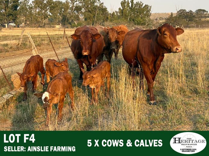 Female Animals | Ainslie