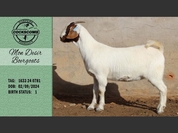 1633 24 0781 | Mon Desir Boergoats