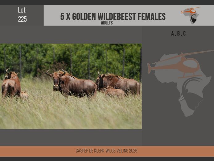 Golden Wildebeest 