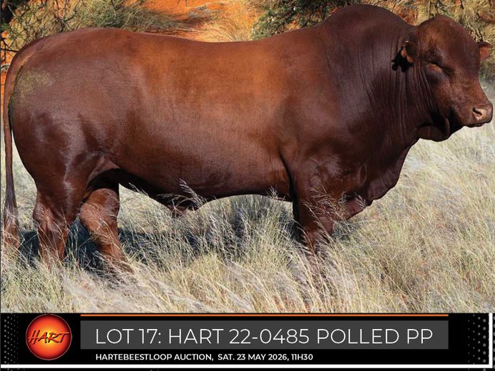 HART220485PP(c) | HARTEBEESTLOOP BONSMARA