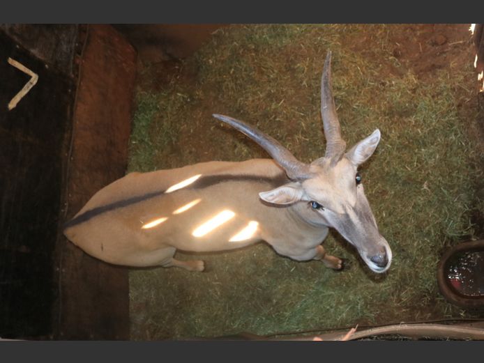 Eland