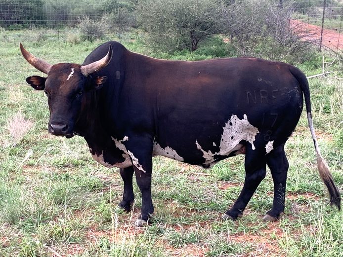 NRF 180017 | INALA NGUNI STUD