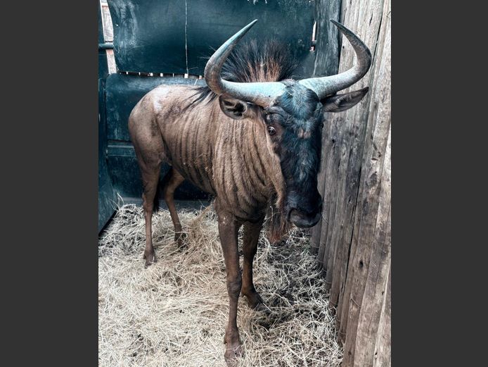 Blouwildebees Bul