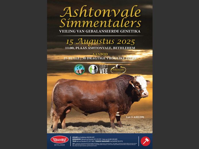 ASHTONVALE SIMMENTALERS VEILING