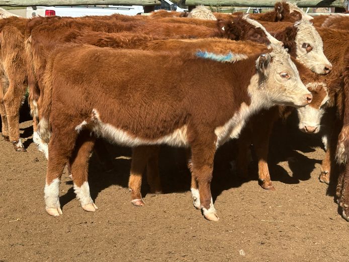 Weaners | D.H. Currie Farming Trust