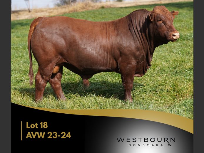 AVW 230024 | WESTBOURN BONSMARAS