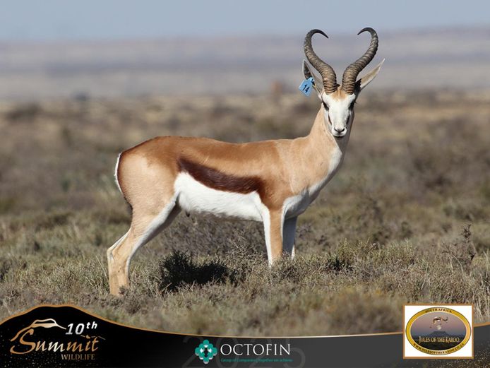 18 4/8" Springbok Ram