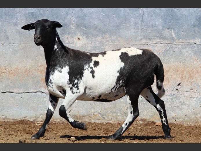 CRL 25.015  | HANRI MEATMASTERS
