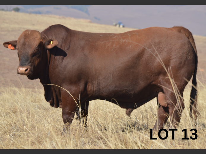 PM23 092 | Muirfontein Beefmasters