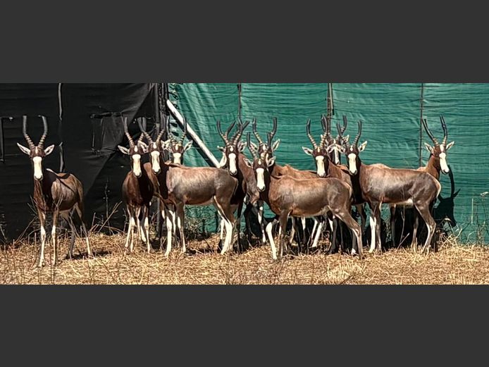 Blesbok Teelramme