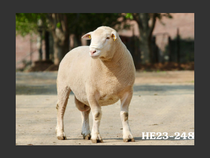 HE230248 | EKSTEENS HATARI