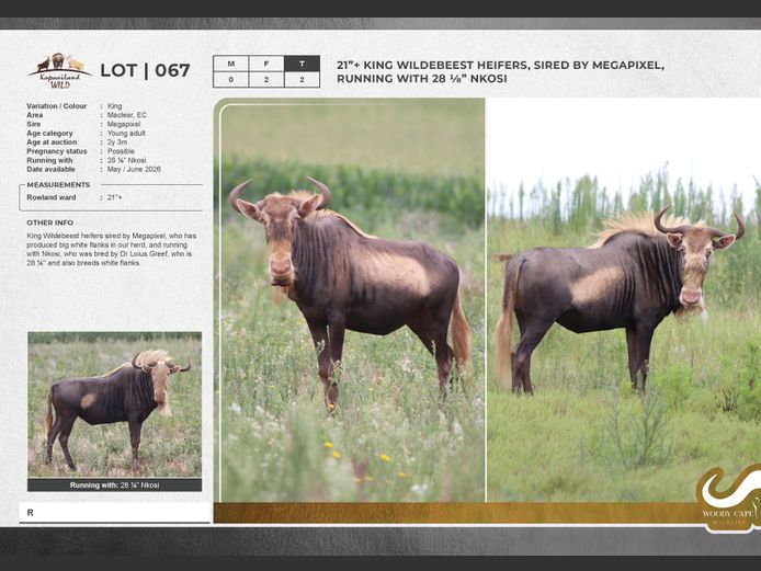 Wildebeest - King | Masizakhe Farming