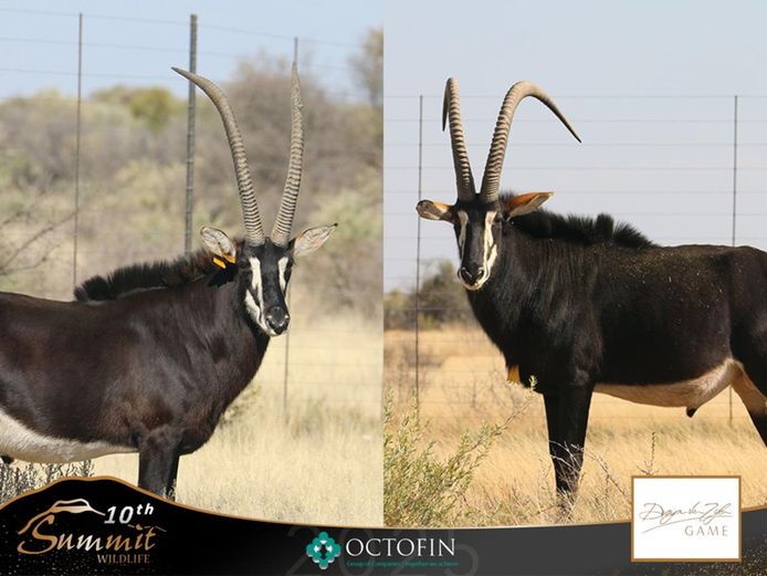 44"+ Sable Bulls