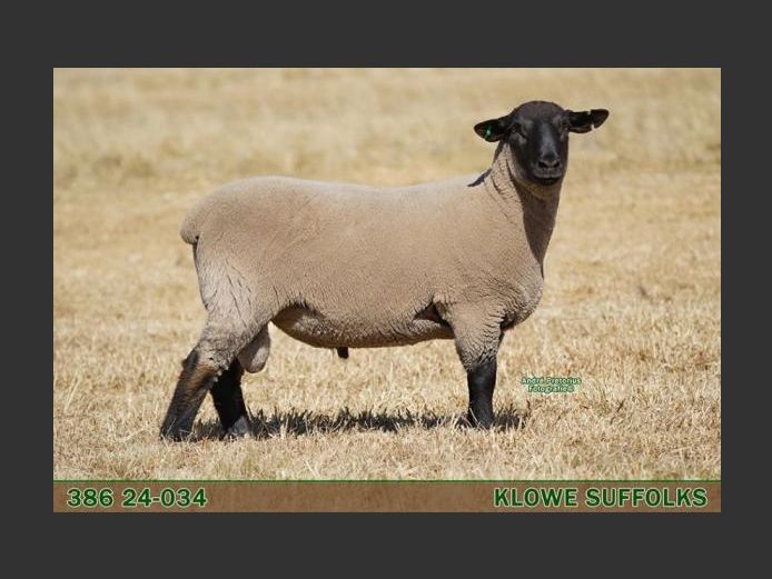386 240034 | C.J. THERON