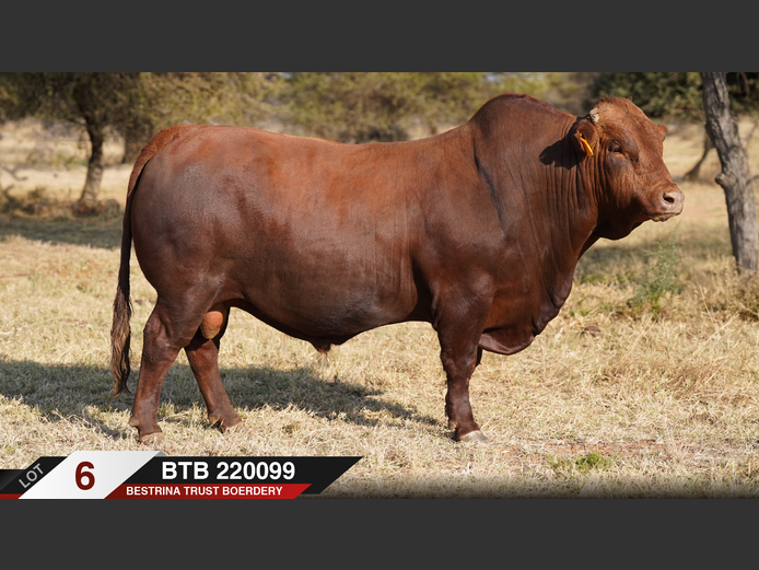 BTB220099 |  BESTRINA TRUST BOERDERY