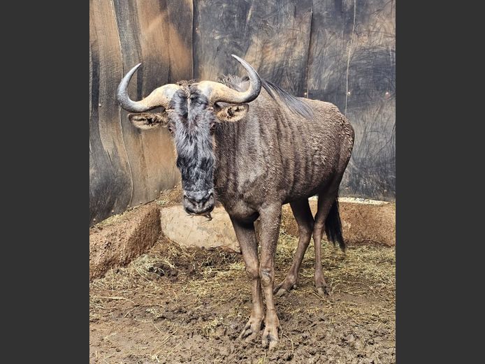 BLUE WILDEBEEST | NYLSVLEI