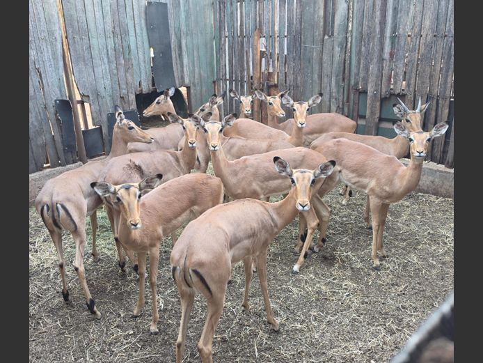 ROOIBOK | IMPISI SAFARIS