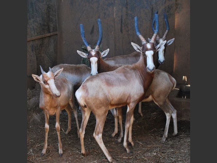 YELLOW BLESBOK | HELICON