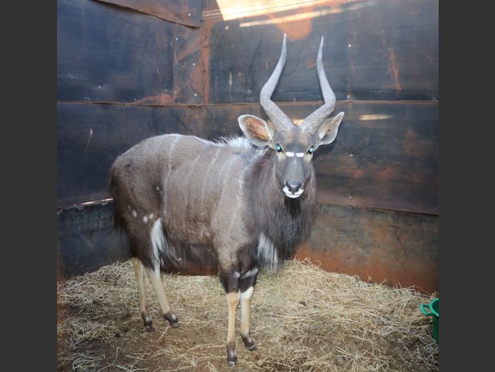 Njala