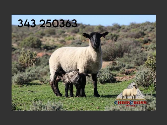 343250363 | CHRISCROSS SUFFOLKS